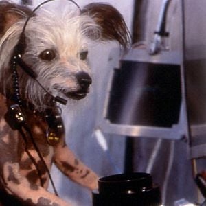 Foto Como perros y gatos