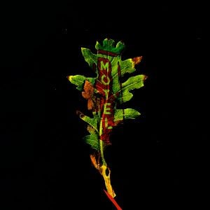 Foto Suspicious river