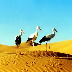 Foto Nómadas del viento