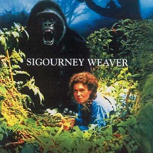 Foto Gorilas en la niebla