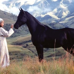 Foto Shetan, el caballo del desierto