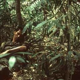 Foto Tropical Malady