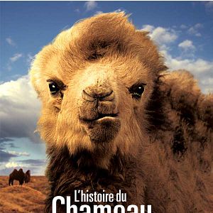 Foto La historia del camello que llora