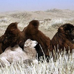 Foto La historia del camello que llora