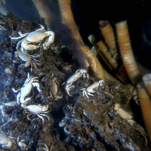 Foto Misterios del océano