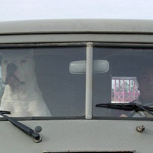 Foto Bombón, el perro