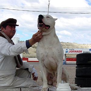 Foto Bombón, el perro