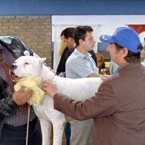 Foto Bombón, el perro