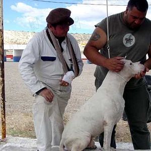 Foto Bombón, el perro