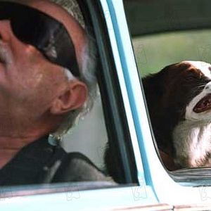 Foto Everything Is Illuminated (Todo está iluminado)