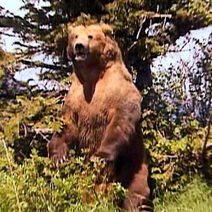 Foto Grizzly Man