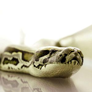 Foto Serpientes en el avión