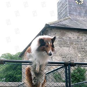 Foto Lassie