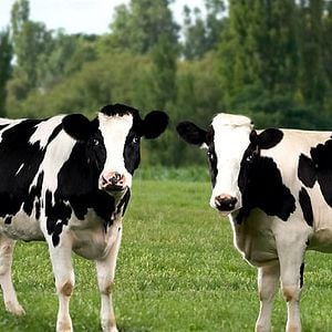 Foto La telaraña de Carlota