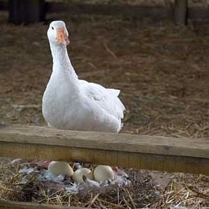 Foto La telaraña de Carlota