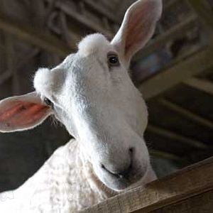 Foto La telaraña de Carlota