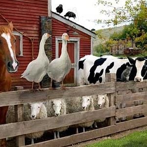 Foto La telaraña de Carlota