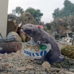 Foto La telaraña de Carlota