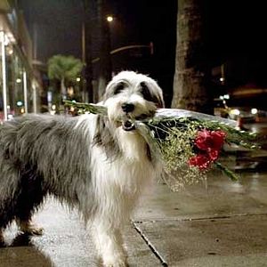 Foto Cariño, estoy hecho un perro