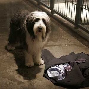 Foto Cariño, estoy hecho un perro