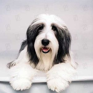 Foto Cariño, estoy hecho un perro