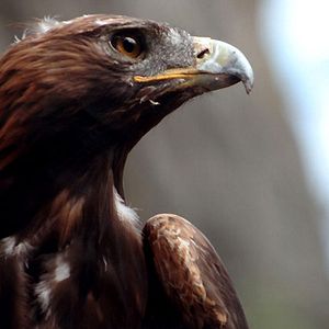 Foto La aventura de Los Águilas