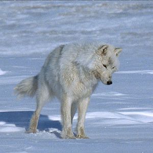 Foto Thierry Ragobert