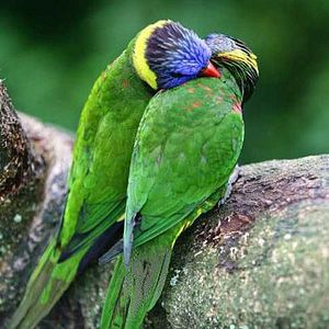 Foto Laurent Charbonnier