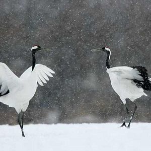 Foto Laurent Charbonnier