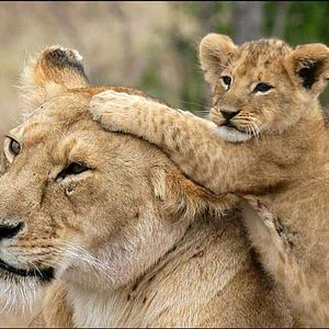 Foto Laurent Charbonnier