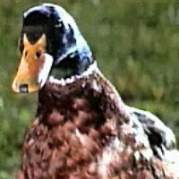 Foto Un canguro superduro