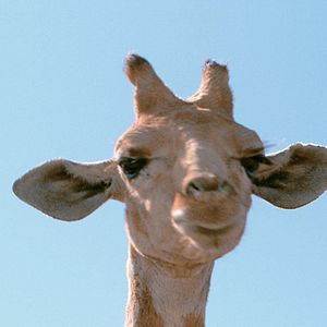 Foto Mario Andreacchio