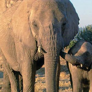 Foto Mario Andreacchio