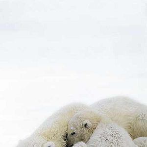 Foto Alastair Fothergill