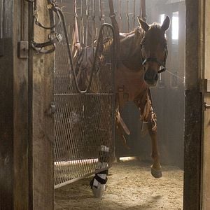 Foto Dreamer: Camino hacia la victoria