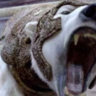 Foto La brújula dorada