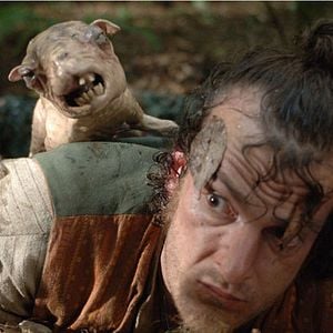 Foto Ovejas asesinas