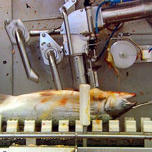 Foto Nikolaus Geyrhalter