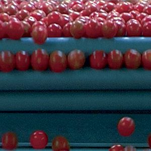 Foto Nosotros alimentamos al mundo