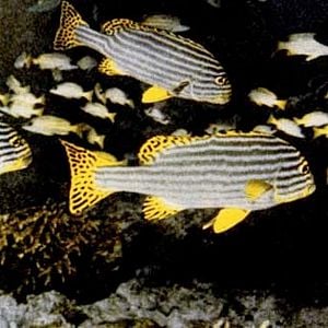 Foto Jacques-Yves Cousteau