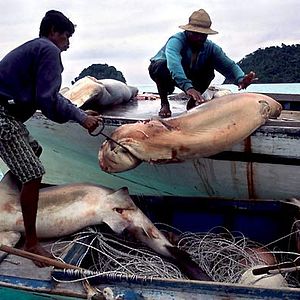 Foto Rob Stewart (II)