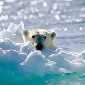 Foto Los reyes del Ártico