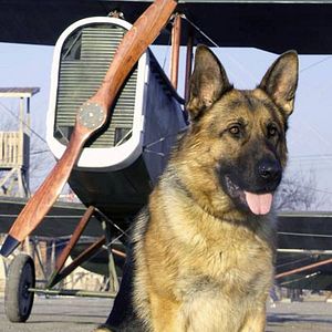 Foto Las nuevas aventuras de Rin-Tin-Tin