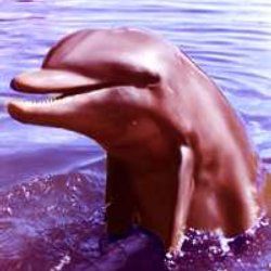 Foto Mi amigo Flipper