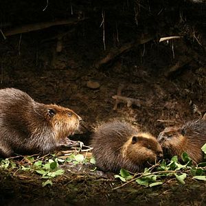 Foto Mechón Blanco, las aventuras del pequeño castor
