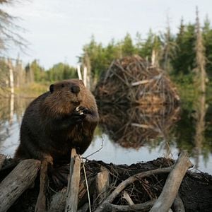 Foto Mechón Blanco, las aventuras del pequeño castor