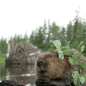 Foto Mechón Blanco, las aventuras del pequeño castor
