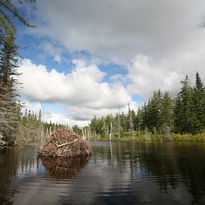 Foto Mechón Blanco, las aventuras del pequeño castor