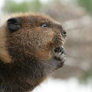Foto Mechón Blanco, las aventuras del pequeño castor