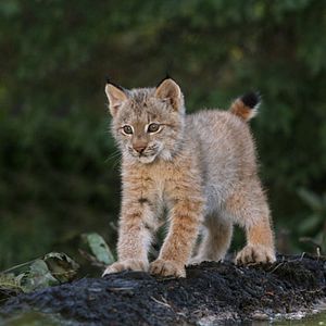 Foto Mechón Blanco, las aventuras del pequeño castor